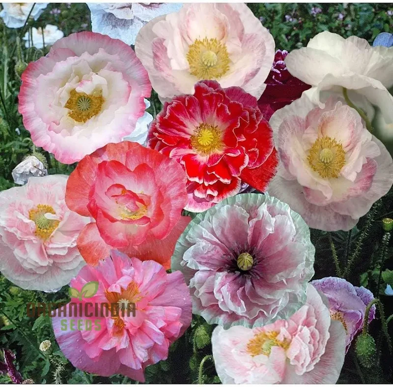 Shirley Mixed Poppy 'Double Mixture' Flower Seeds - Perfect for Creating a Stunning Garden Oasis