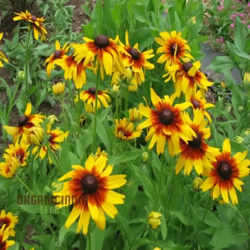 Premium Rudbeckia Hirta Flower Seeds for Gardening Enthusiasts - High-Quality Seeds for Vibrant and Hardy Blooms