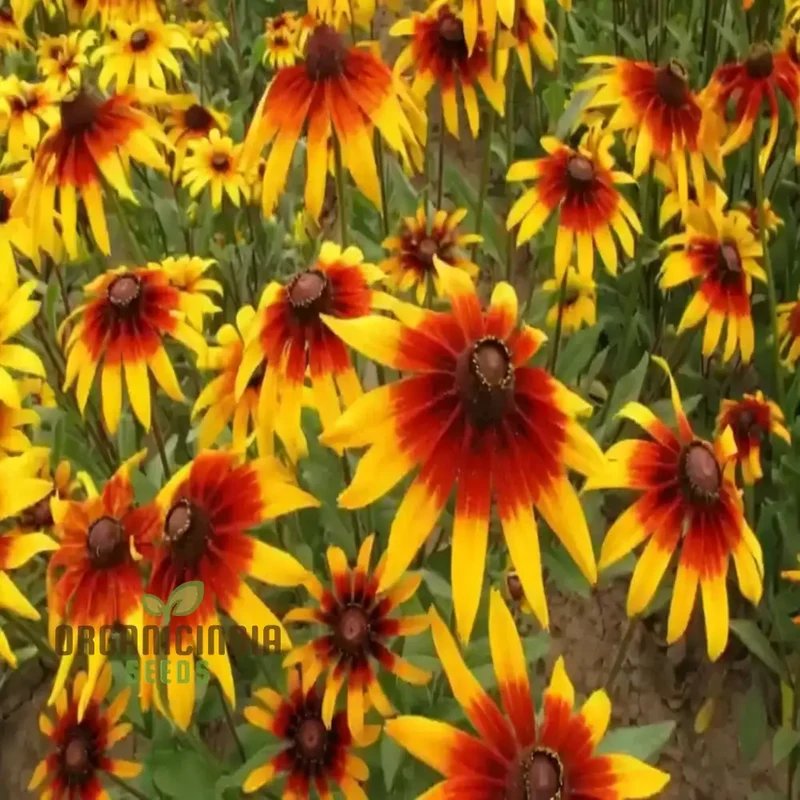 Premium Rudbeckia Hirta Flower Seeds for Gardening Enthusiasts - High-Quality Seeds for Vibrant and Hardy Blooms