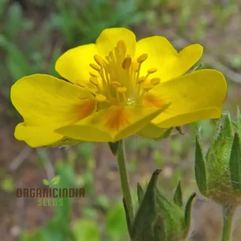 Potentilla Fissa Cinquefoil Plant Seeds - Perfect for Gardening Enthusiasts Seeking High-Quality Seeds for a Vibrant Garde