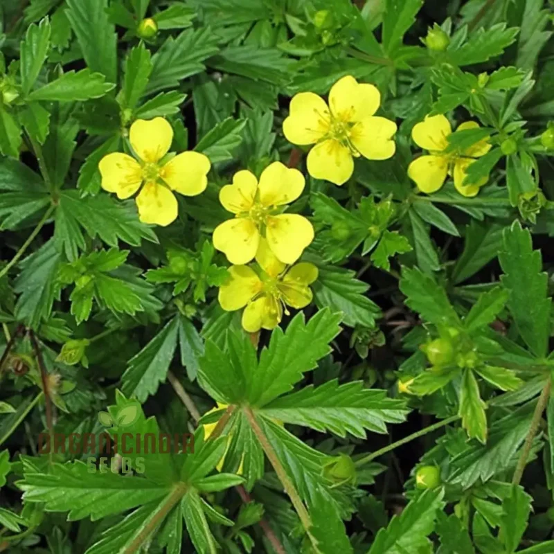 Potentilla Fissa Cinquefoil Plant Seeds - Perfect for Gardening Enthusiasts Seeking High-Quality Seeds for a Vibrant Garde