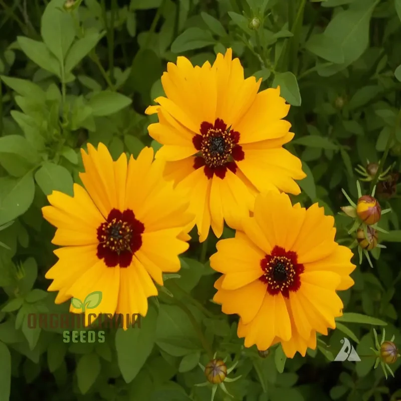 Golden Wave Coreopsis Tickseed Flower Seeds - Brilliant Blooms for Sunny Garden Borders