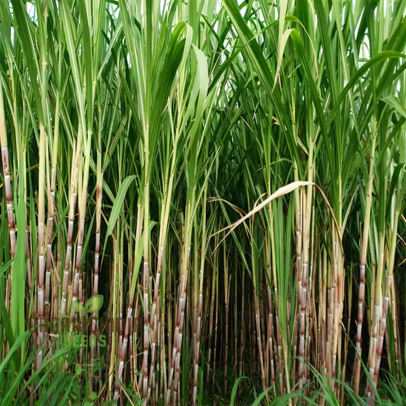 Sugarcane Planting Seeds and Gardening Made Easy for Bountiful Harvests