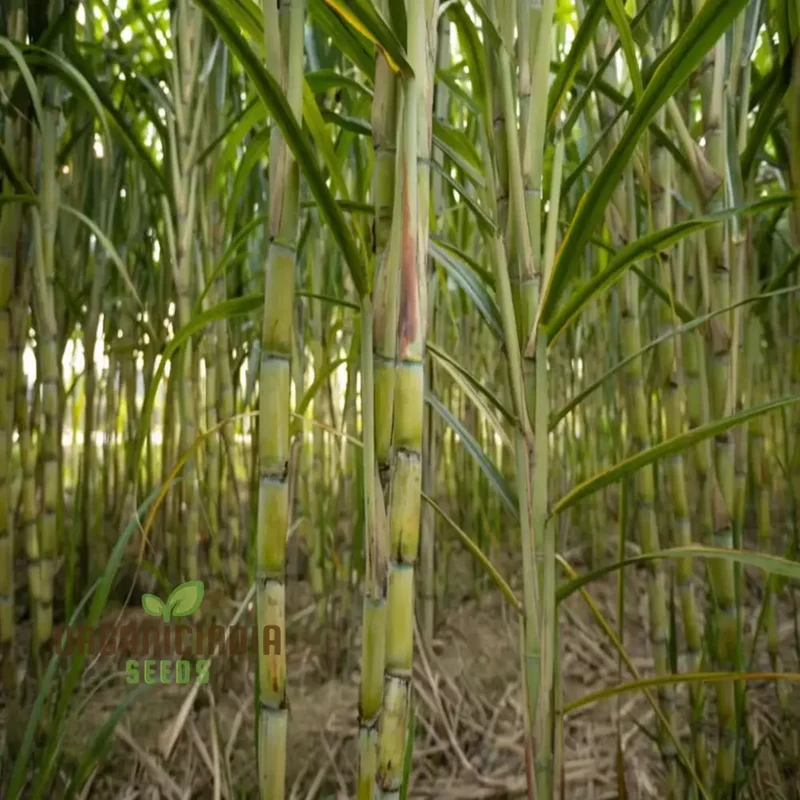 Sugarcane Planting Seeds and Gardening Made Easy for Bountiful Harvests