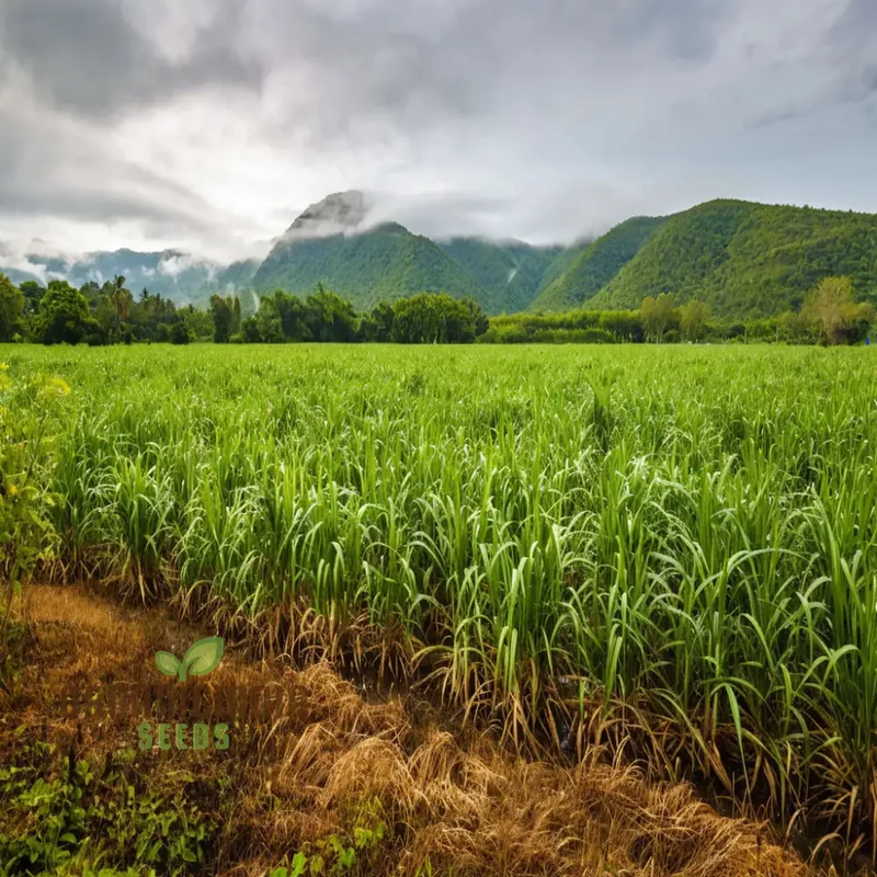 Sugarcane Planting Seeds and Gardening Made Easy for Bountiful Harvests