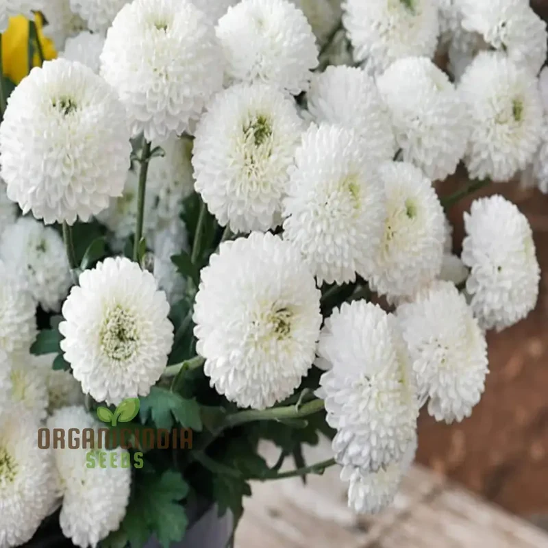 White Chrysanthemum Flower Seeds for Gardening Enthusiasts - Perfect for Your Blooming Garden