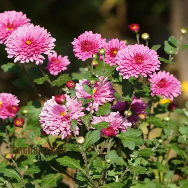 Premium Pink Chrysanthemum Flower Seeds: Grow Your Garden with Vibrant Blooms - Exceptional Quality Gardening Seeds