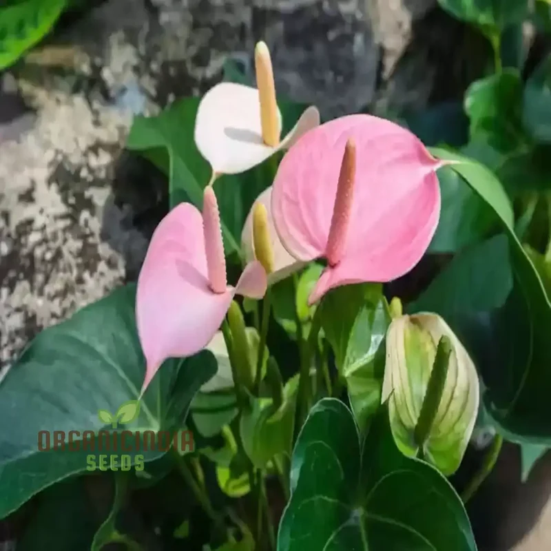 Premium Pink Anthurium Flower Seeds for Vibrant Gardening - Perfect for Enthusiasts Seeking Exquisite Blooms