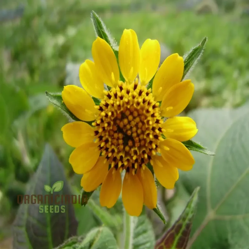 Yacon Flower Seeds – Premium Flower Seeds for Gardening