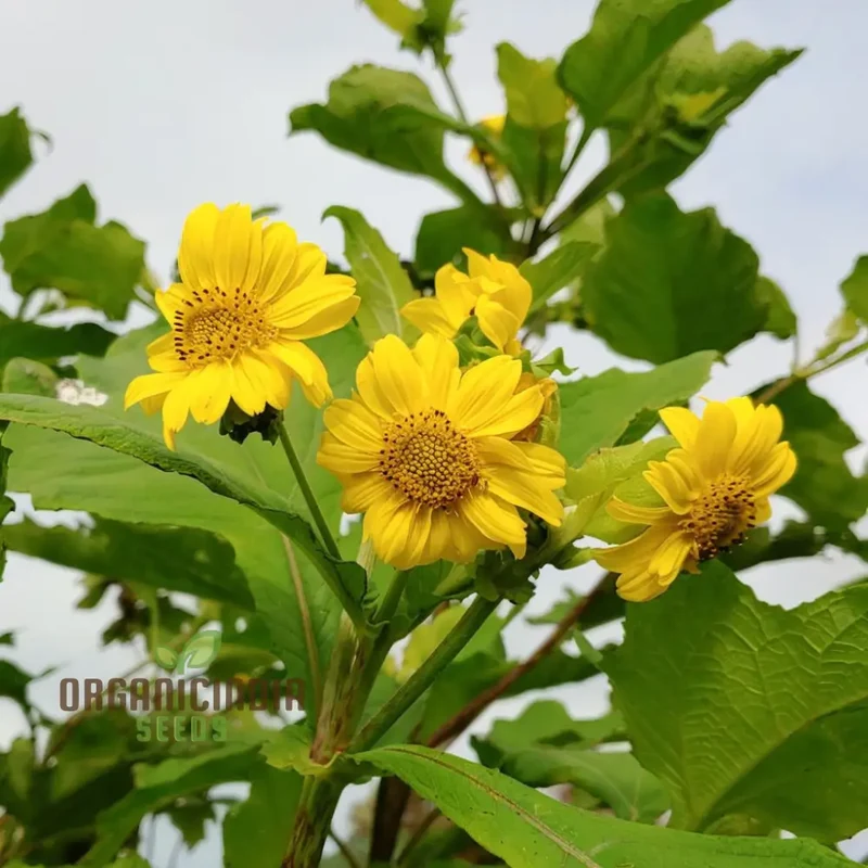 Yacon Flower Seeds – Premium Flower Seeds for Gardening