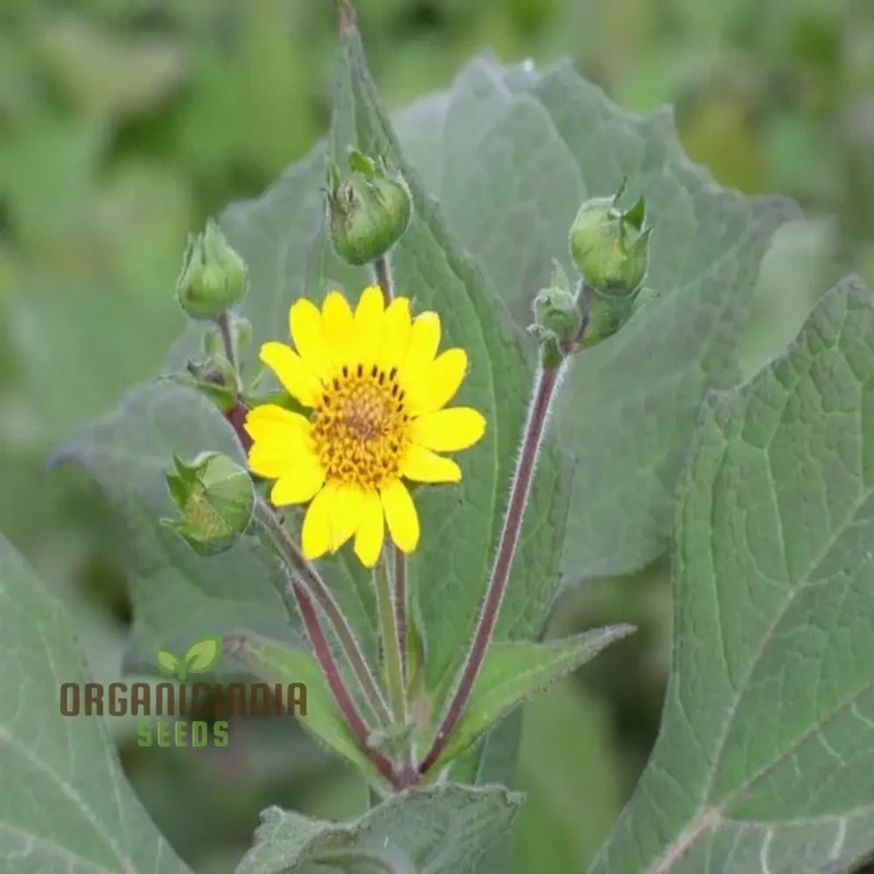Yacon Flower Seeds – Premium Flower Seeds for Gardening