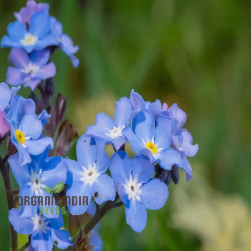 Myosotis arvensis (Field Forget-Me-Not) - Myosotis Flower Seeds for Planting,Semi Deep Blue Blooms for Summer & Autumn Gardening in Containers