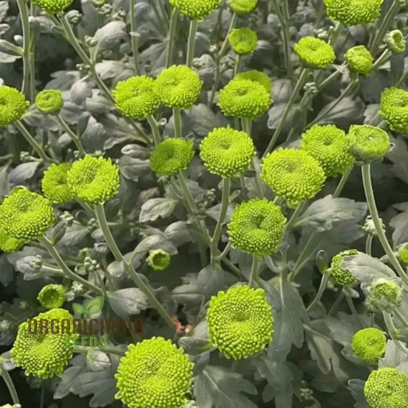 Organic Green Chrysanthemum Flower Seeds, Stunning Green Chrysanthemums Fresh, Fragrant Blooms for Your Garden - Growing plant
