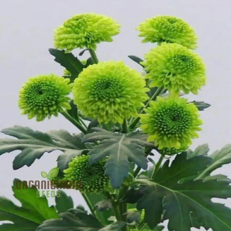 Organic Green Chrysanthemum Flower Seeds, Stunning Green Chrysanthemums Fresh, Fragrant Blooms for Your Garden - Growing plant