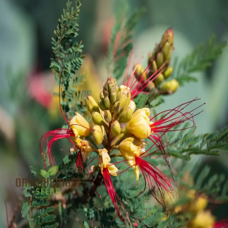 Yellow Bird of Paradise Flower Seeds - Exotic Blooms for Tropical Garden Paradises
