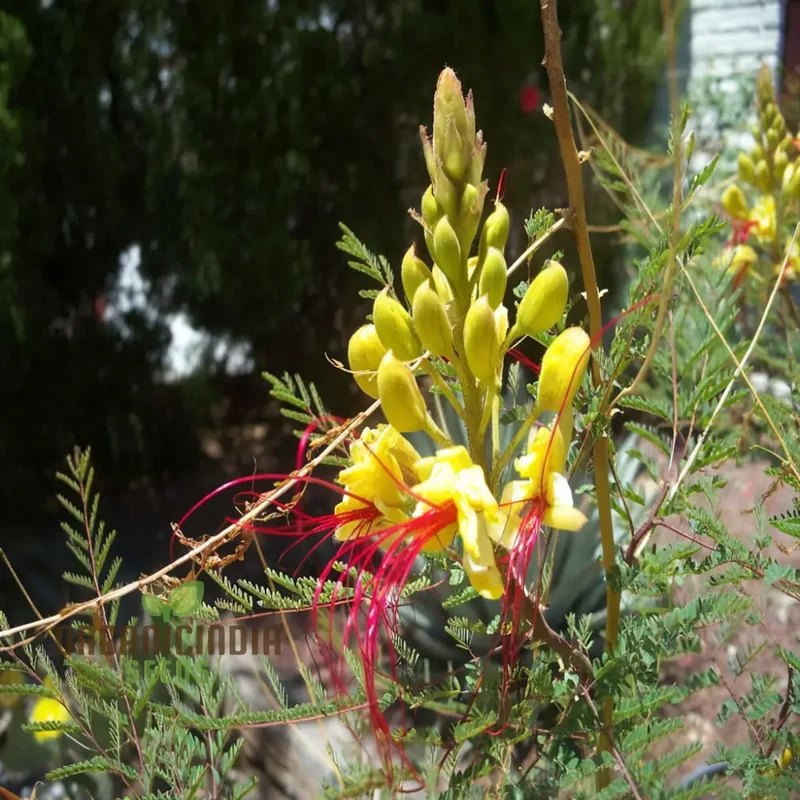 Yellow Bird of Paradise Flower Seeds - Exotic Blooms for Tropical Garden Paradises