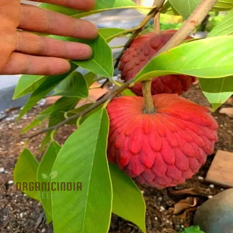 Red Custard Apple Seeds: Cultivate Deliciousness in Your Garden with Our High-Quality Gardening Seeds.