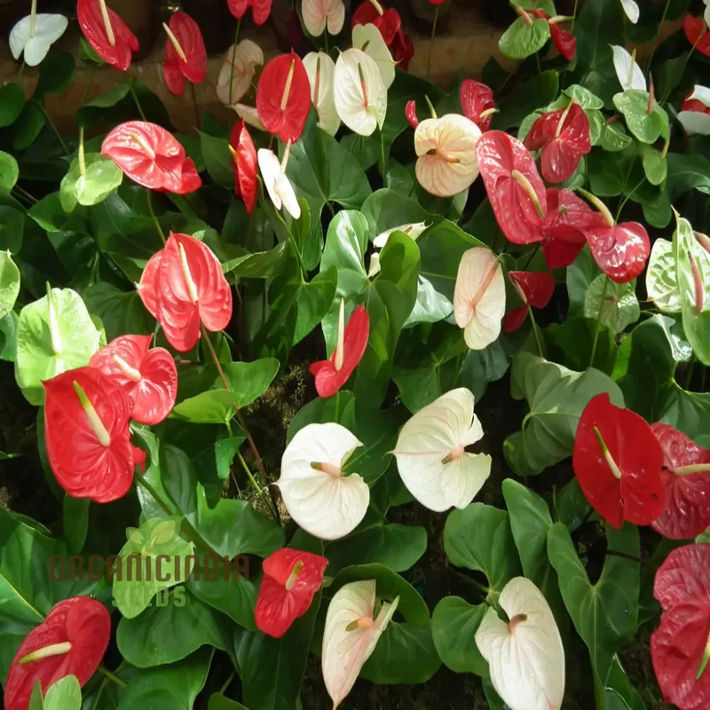 Anthurium Mixed Flower Seeds – Vibrant Exotic Garden Blooms