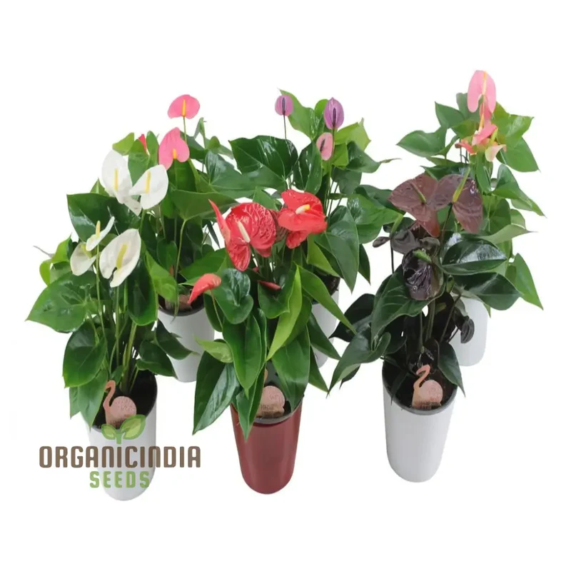 Anthurium Mixed Flower Seeds – Vibrant Exotic Garden Blooms