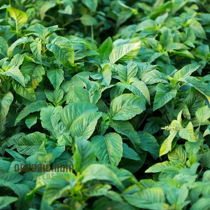 Authentic Jamaican Callaloo Plant Seeds for Your Lush Garden: Start Your Gardening Journey with Premium Seeds