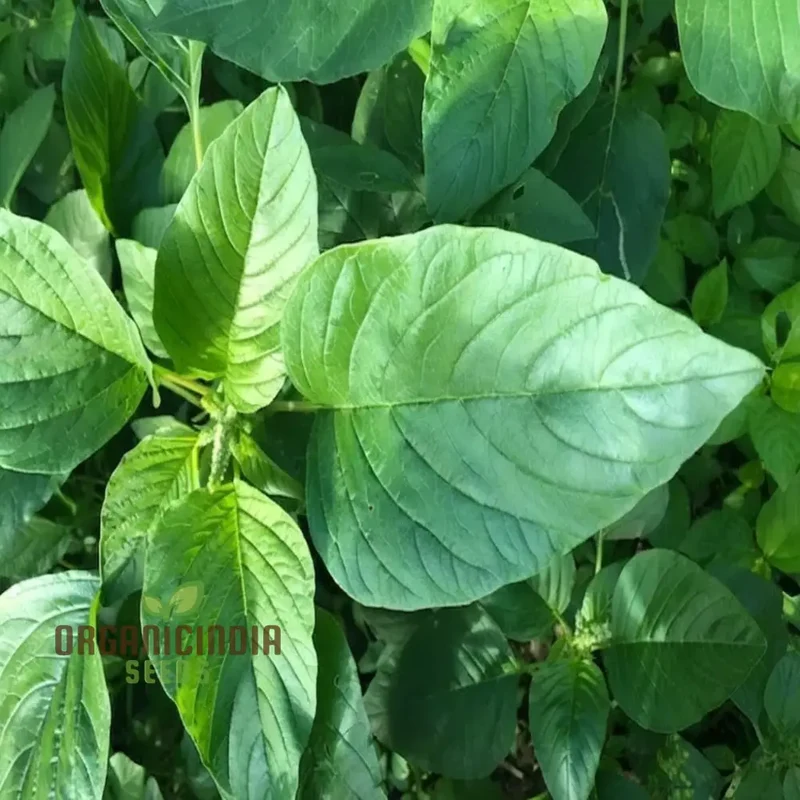 Authentic Jamaican Callaloo Plant Seeds for Your Lush Garden: Start Your Gardening Journey with Premium Seeds