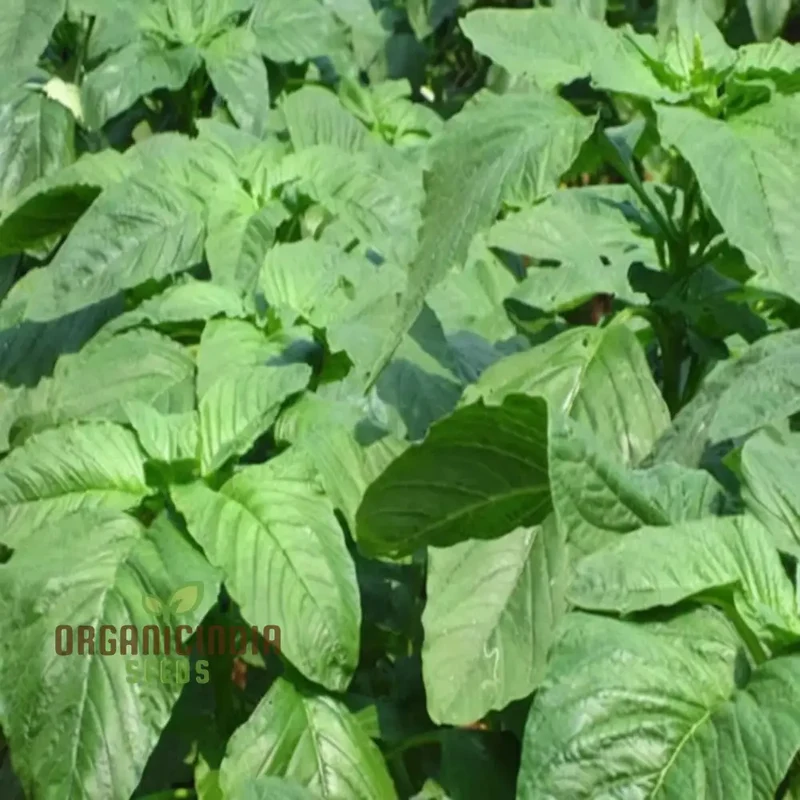 Authentic Jamaican Callaloo Plant Seeds for Your Lush Garden: Start Your Gardening Journey with Premium Seeds