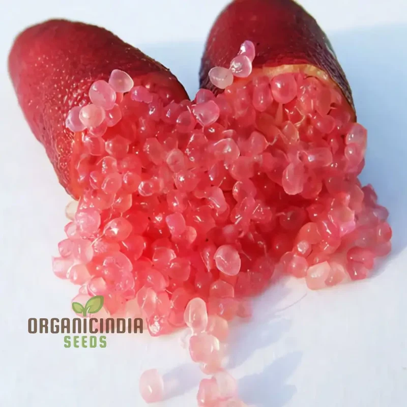Pink Finger Lime Fruit Seeds for Planting - Premium Quality Organic Seeds for Planting and Gardening