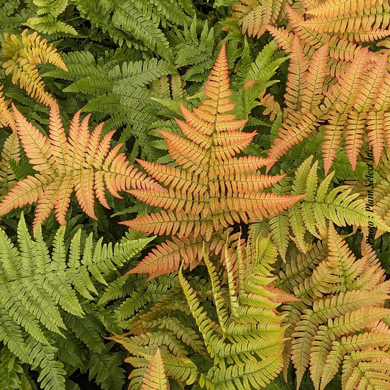 Dryopteris 'Brilliance' (ery.)