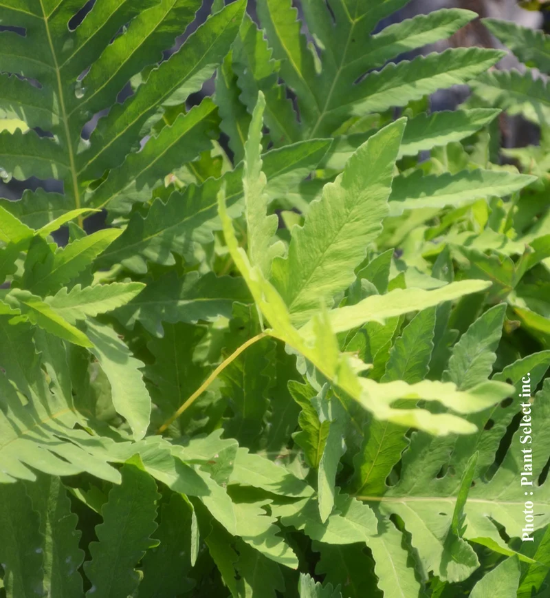 Onoclea sensibilis