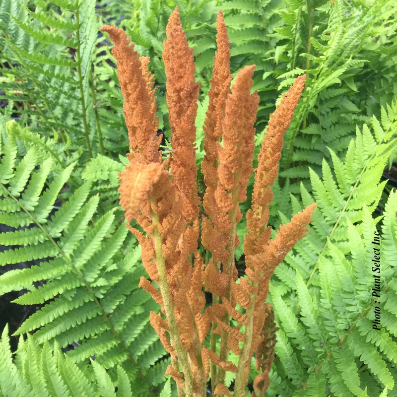 Osmunda cinnamomea