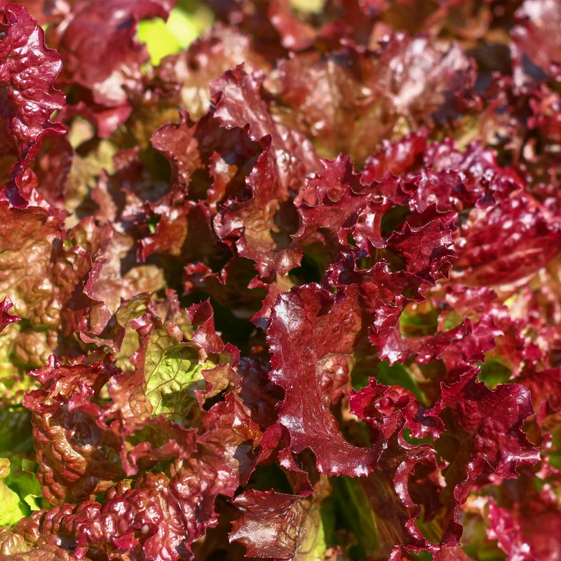 Laitue frisée 'Red Sails'
