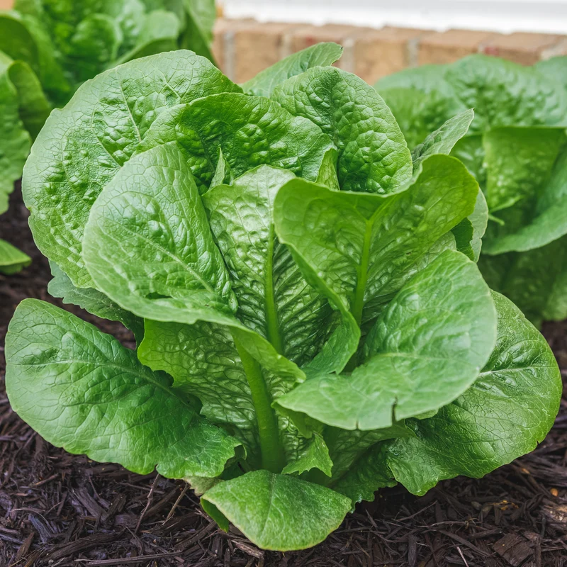 Laitue Romaine