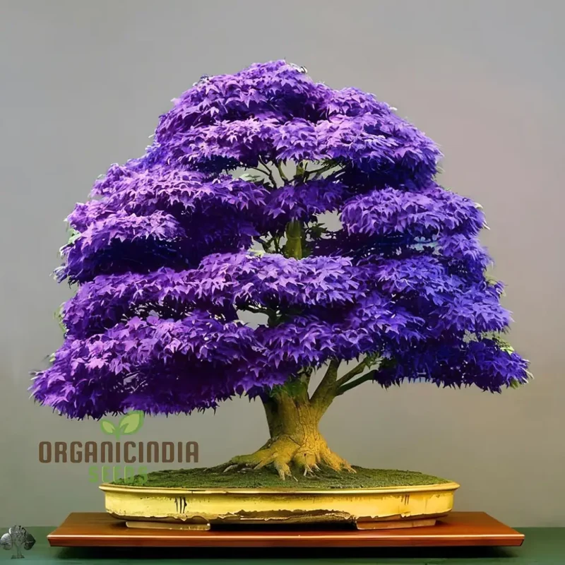 Purple Maple Bonsai Tree Seeds for Planting Elevate Your Gardening Experience with a Stunning Addition to Your Green Space