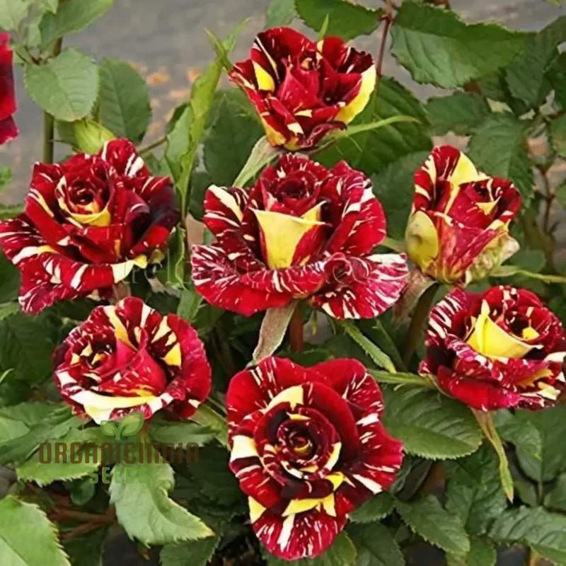 Ma Cherie Rose Seeds – Exquisite Garden Blooms