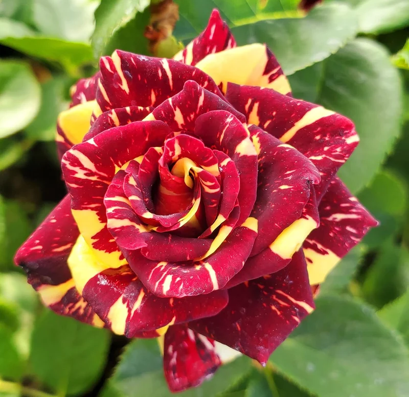 Ma Cherie Rose Seeds – Exquisite Garden Blooms