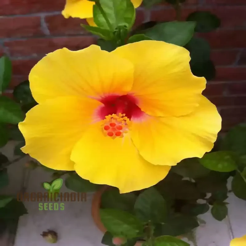 Giant Hibiscus Flower Seeds Mix - Hardy Varieties for Your Garden