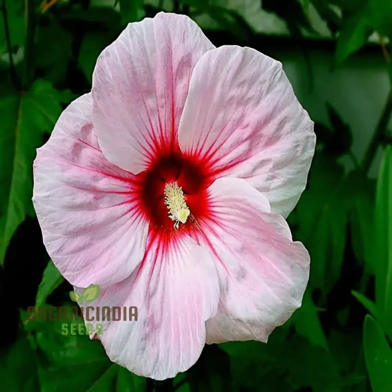 Giant Hibiscus Flower Seeds Mix - Hardy Varieties for Your Garden