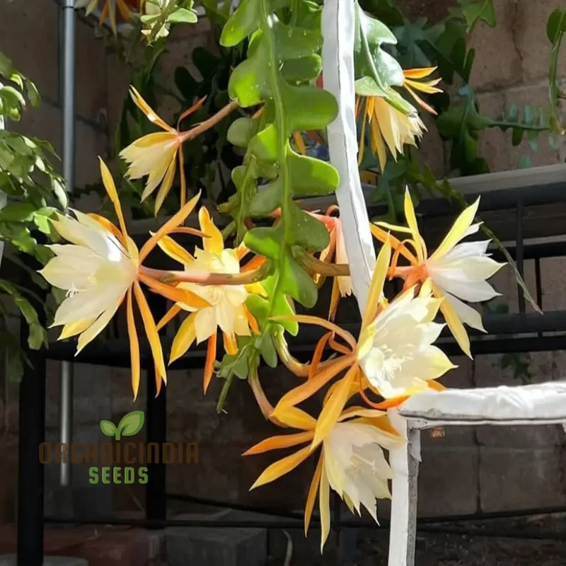 Epiphyllum Anguligar Flower Seeds, Transform Your Gardening Experience with Unique, Intriguing Blooms