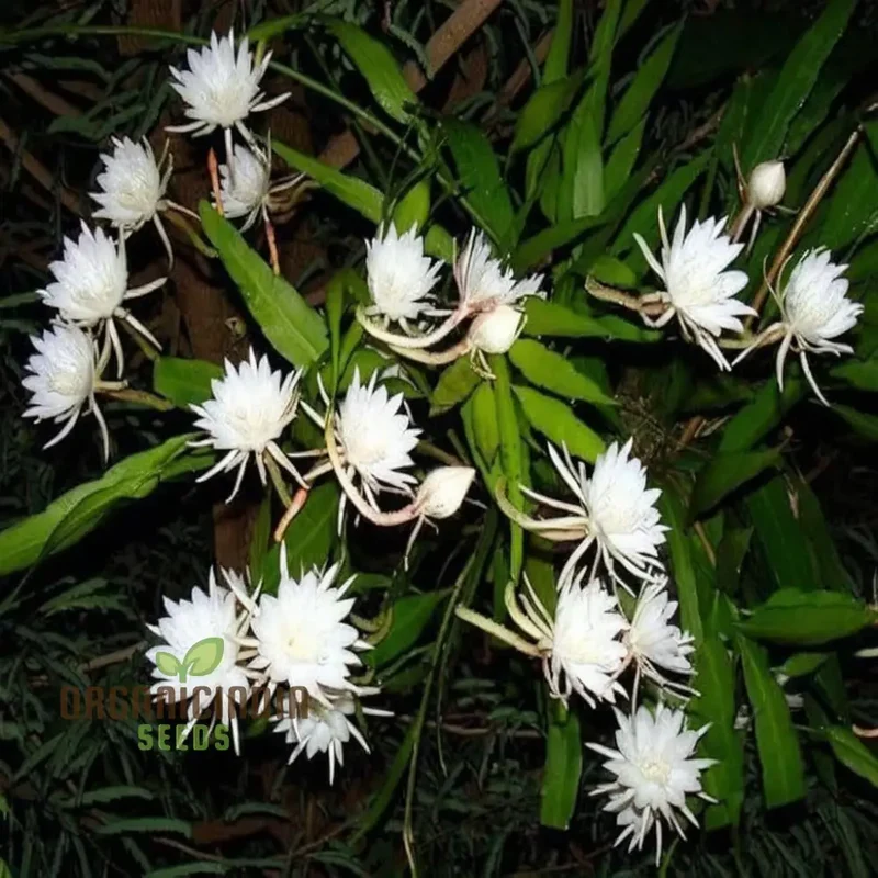 Epiphyllum Anguligar Flower Seeds, Transform Your Gardening Experience with Unique, Intriguing Blooms