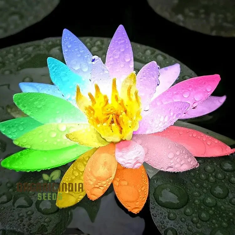 Rainbow Bowl Lotus Aquatic Flower Seeds for Planting,Premium Gardening Seeds