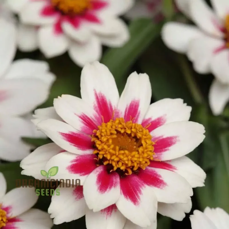 Zinnia Zahara Rose Flower Seeds: Premium Quality, Grow Your Garden with Vibrant Colorful Blooms and Easy Planting