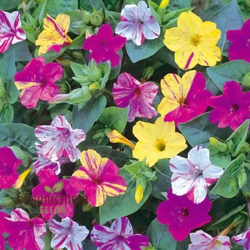 Mirabilis Mix Flower Seeds for Planting - Perfect for Gardening Enthusiasts - High-Quality Planting Seeds