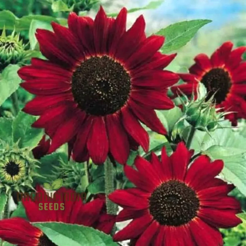 Grow Majestic Red Giant Sunflowers: The Ultimate Guide to Stunning Garden Blooms