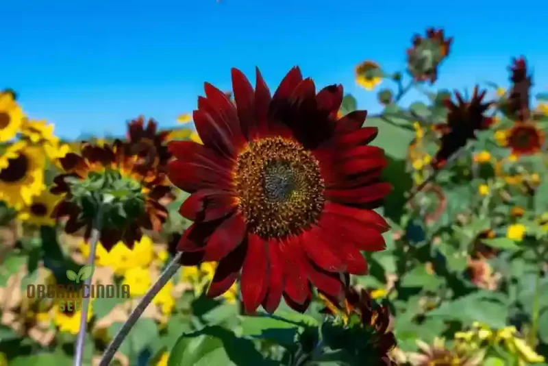 Grow Majestic Red Giant Sunflowers: The Ultimate Guide to Stunning Garden Blooms
