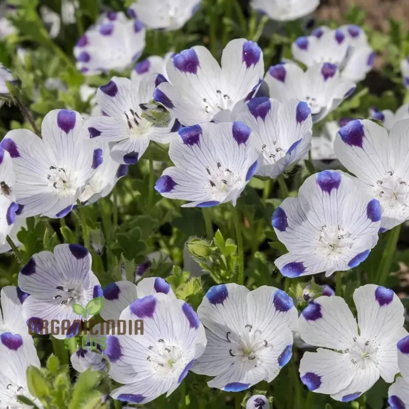 Nemophila Five Spot Wild Flowers Seeds, Premium Quality, Easy-to-Grow, Vibrant Blooms Grow Your Garden