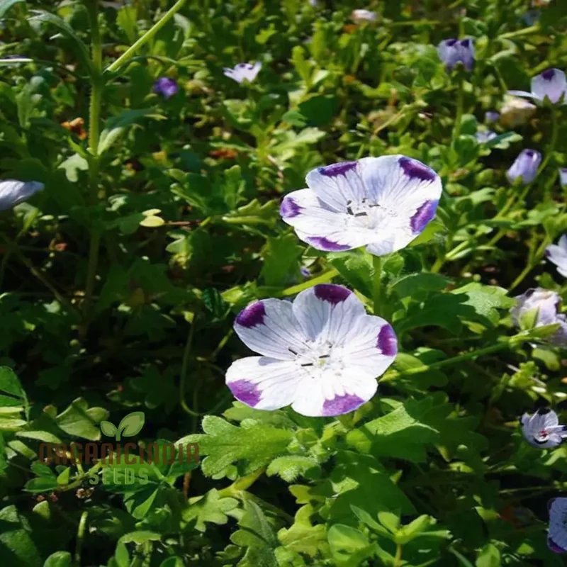 Nemophila Five Spot Wild Flowers Seeds, Premium Quality, Easy-to-Grow, Vibrant Blooms Grow Your Garden