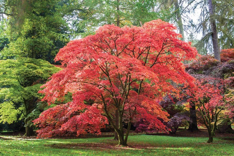 Red Japanese Maple Tree Seeds – Vibrant Foliage Landscaping