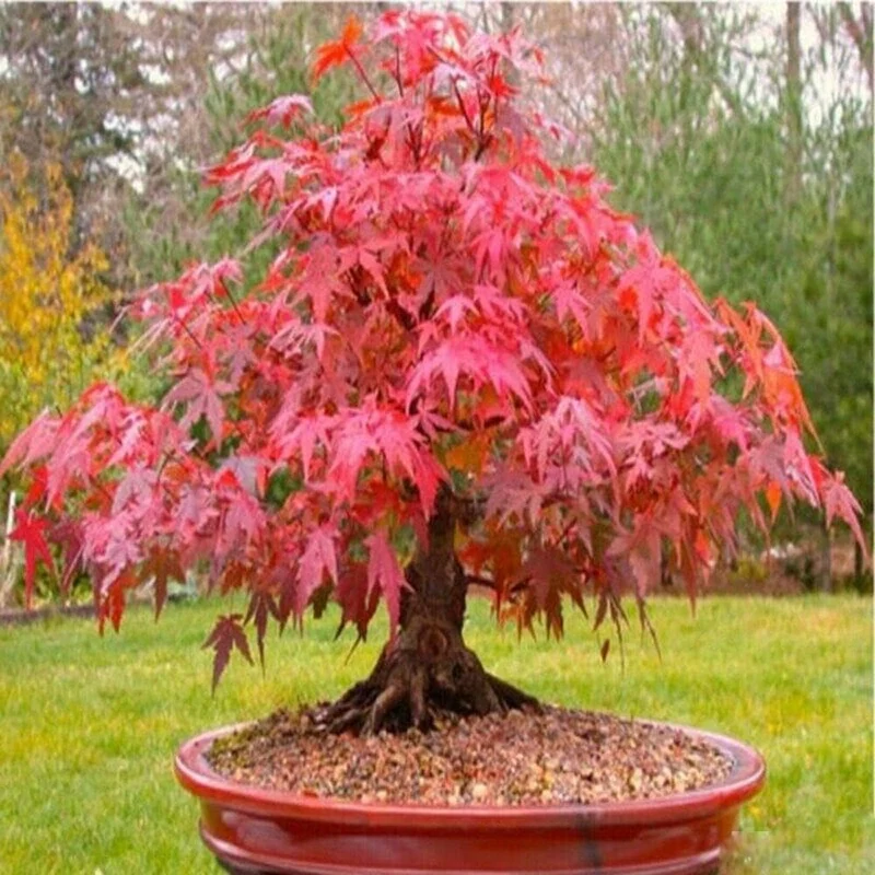 Red Japanese Maple Tree Seeds – Vibrant Foliage Landscaping