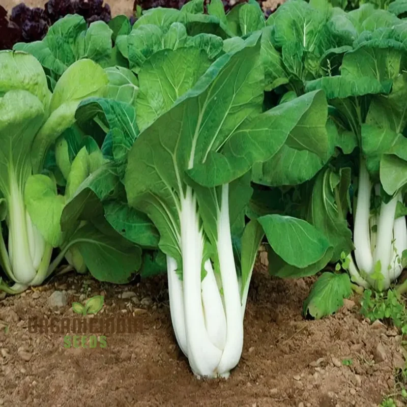 Canton Bok Choy(Pak Choi) Vegetable Seeds for Planting, Ideal for Gardening Enthusiasts - High-Quality, Non-GMO Seeds for a Bountiful Harvest