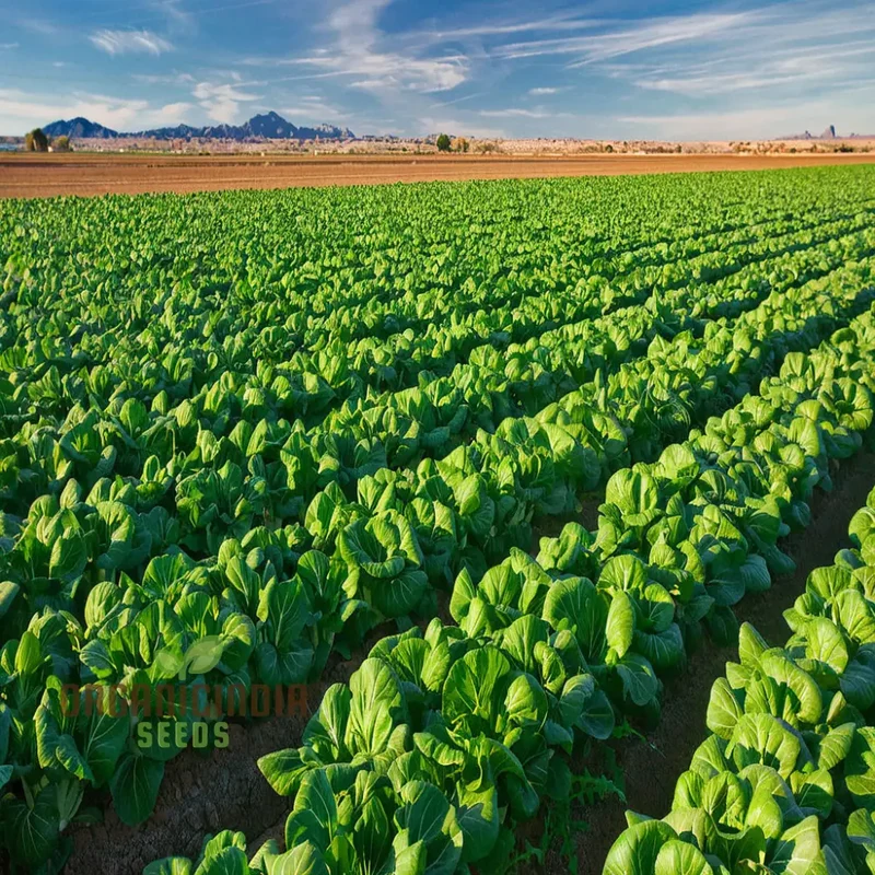 Canton Bok Choy(Pak Choi) Vegetable Seeds for Planting, Ideal for Gardening Enthusiasts - High-Quality, Non-GMO Seeds for a Bountiful Harvest